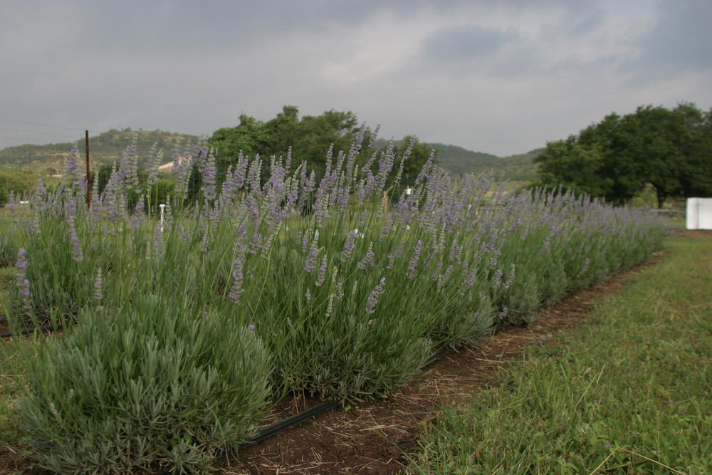 Hill Country Lavender