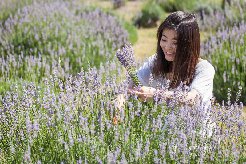 Lavender Festival Visit Blanco