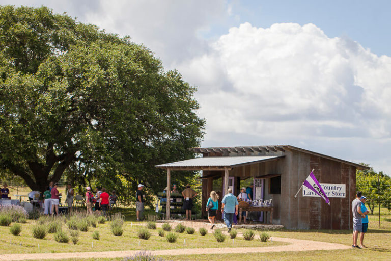 Lavender Festival Visit Blanco